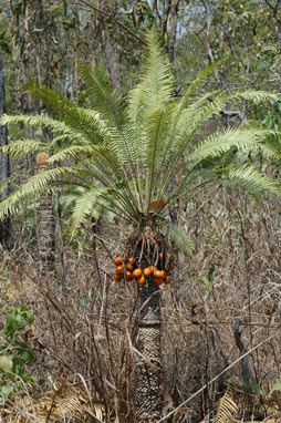 APII jpeg image of Cycas armstrongii  © contact APII