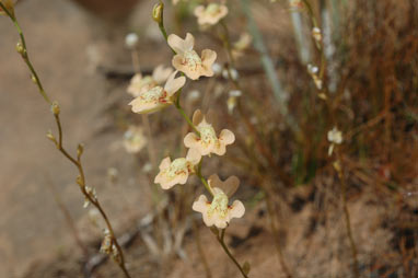 APII jpeg image of Utricularia fulva  © contact APII