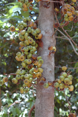 APII jpeg image of Ficus hispida  © contact APII