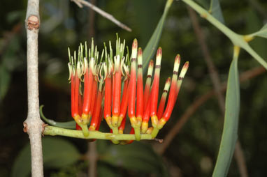 APII jpeg image of Decaisnina signata subsp. signata  © contact APII