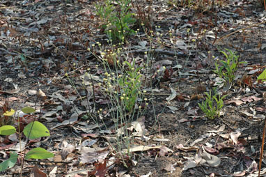 APII jpeg image of Trachymene rotundifolia  © contact APII