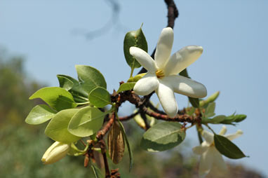 APII jpeg image of Gardenia resinosa subsp. resinosa  © contact APII