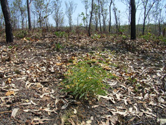 APII jpeg image of Acacia praetermissa  © contact APII