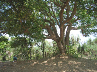 APII jpeg image of Alstonia actinophylla  © contact APII