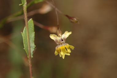 APII jpeg image of Goodenia armstrongiana  © contact APII