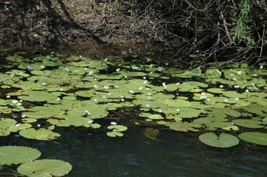 APII jpeg image of Nymphoides indica  © contact APII