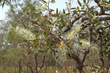 APII jpeg image of Melaleuca viridiflora  © contact APII