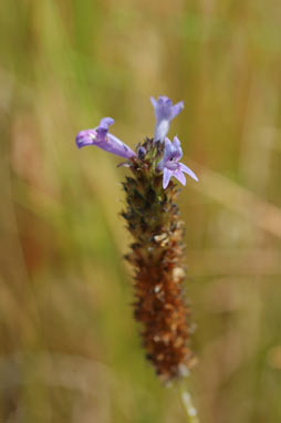 APII jpeg image of Lindernia brennanii  © contact APII