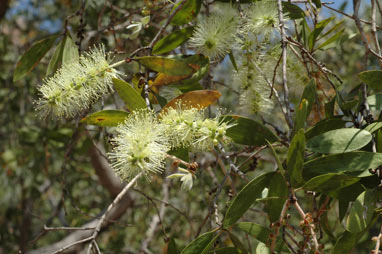 APII jpeg image of Melaleuca viridiflora  © contact APII