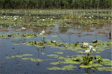 APII jpeg image of Nymphaea  © contact APII