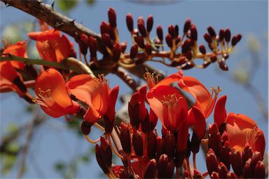 APII jpeg image of Erythrina variegata  © contact APII