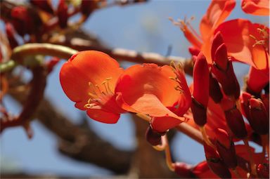 APII jpeg image of Erythrina variegata  © contact APII