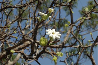 APII jpeg image of Gardenia megasperma  © contact APII