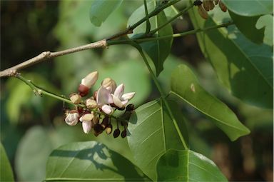 APII jpeg image of Pongamia pinnata var. pinnata  © contact APII