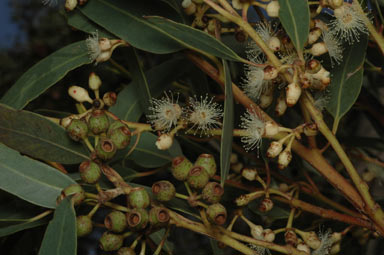 APII jpeg image of Eucalyptus cooperiana  © contact APII