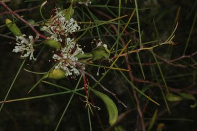 APII jpeg image of Hakea trifurcata  © contact APII