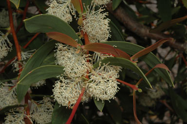 APII jpeg image of Hakea nitida  © contact APII