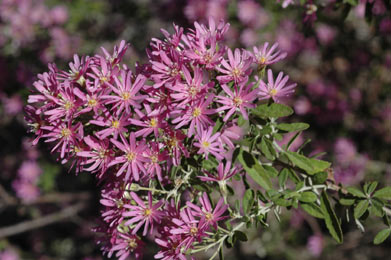 APII jpeg image of Olearia phlogopappa  © contact APII