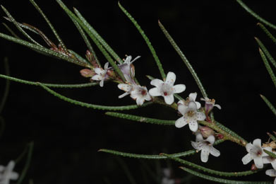 APII jpeg image of Myoporum turbinatum  © contact APII