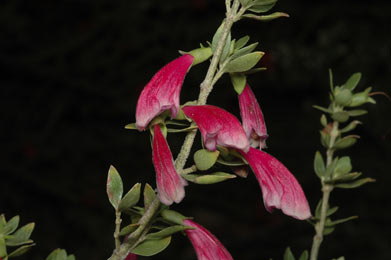 APII jpeg image of Prostanthera carrickiana  © contact APII