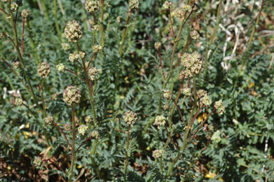 APII jpeg image of Sanguisorba minor subsp. muricata  © contact APII