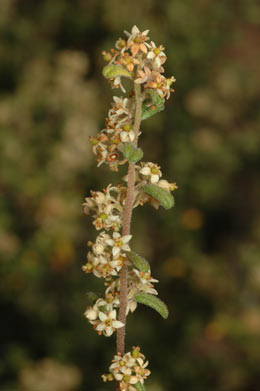 APII jpeg image of Pomaderris angustifolia  © contact APII