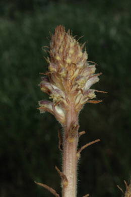 APII jpeg image of Orobanche minor  © contact APII