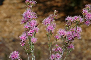 APII jpeg image of Kunzea parvifolia  © contact APII