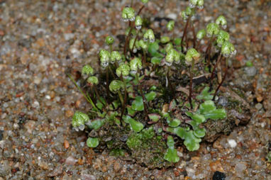 APII jpeg image of Asterella drummondii  © contact APII