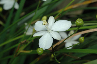 APII jpeg image of Libertia pulchella  © contact APII