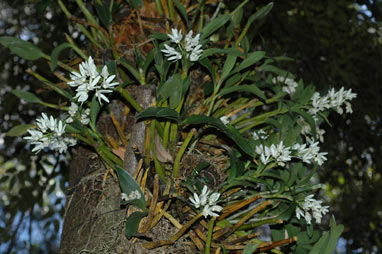 APII jpeg image of Dendrobium falcorostrum  © contact APII