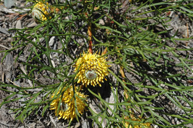 APII jpeg image of Isopogon prostratus  © contact APII