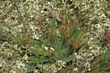 APII jpeg image of Plantago hispida  © contact APII