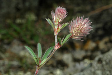 APII jpeg image of Trifolium arvense  © contact APII