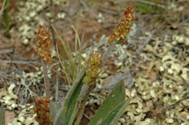 APII jpeg image of Plantago varia  © contact APII