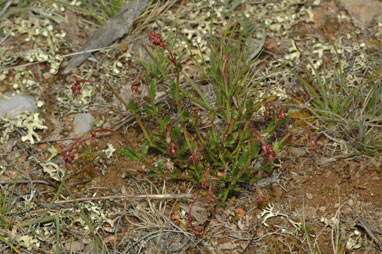 APII jpeg image of Gonocarpus tetragynus  © contact APII