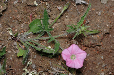 APII jpeg image of Convolvulus angustissimus subsp. angustissimus  © contact APII