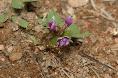 APII jpeg image of Glycine tabacina  © contact APII