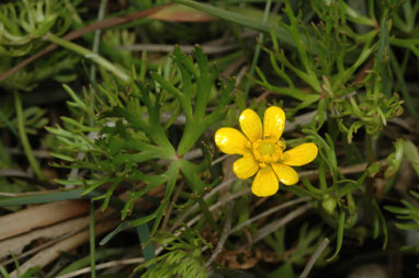 APII jpeg image of Ranunculus meristus  © contact APII