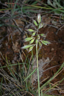 APII jpeg image of Rytidosperma carphoides  © contact APII