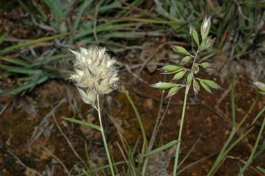 APII jpeg image of Rytidosperma carphoides  © contact APII