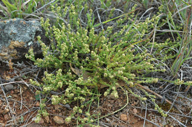 APII jpeg image of Galium gaudichaudii  © contact APII