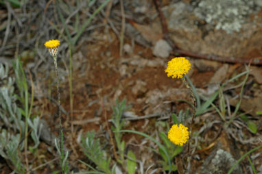 APII jpeg image of Leptorhynchos squamatus subsp. squamatus  © contact APII