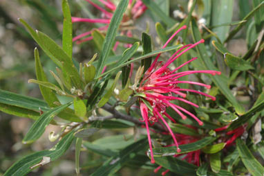 APII jpeg image of Grevillea oleoides  © contact APII