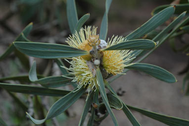 APII jpeg image of Hakea cinerea  © contact APII