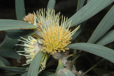 APII jpeg image of Hakea cinerea  © contact APII