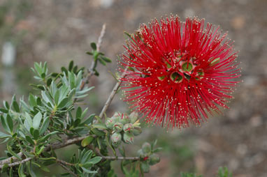 APII jpeg image of Kunzea pulchella  © contact APII