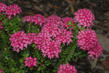 APII jpeg image of Pimelea ferruginea 'Magenta Mist'  © contact APII