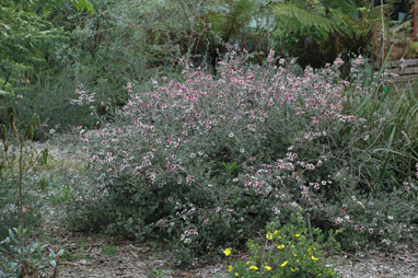 APII jpeg image of Leptospermum 'Mesmer Eyes'  © contact APII