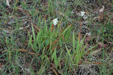 APII jpeg image of Tritonia gladiolaris  © contact APII